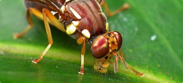 Queensland Fruit Fly in WA