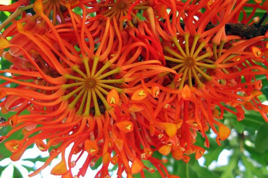 Friends of AIH Festive Season Gift Promotion