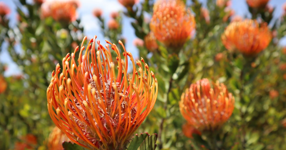 Hazel King Memorial Scholarship Winner: Experiencing Tasmania Through a Horticultural Lens